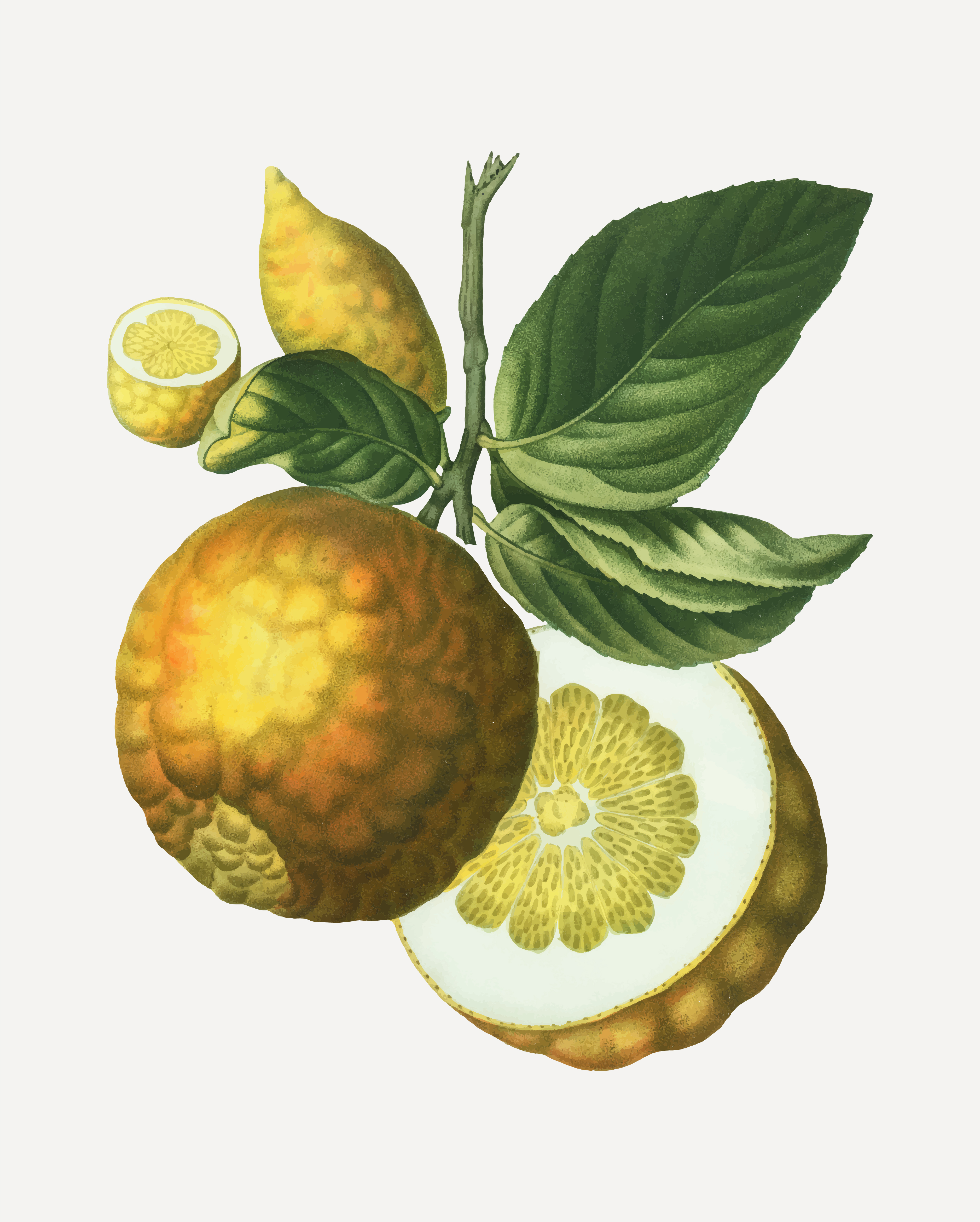 peche.png
