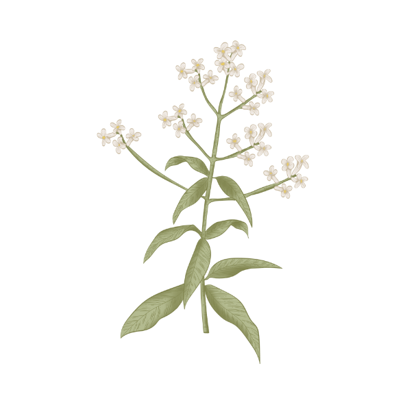 Blossoming linden branch