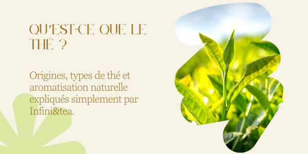 Le thé : la boisson qui a tout bon 🍵