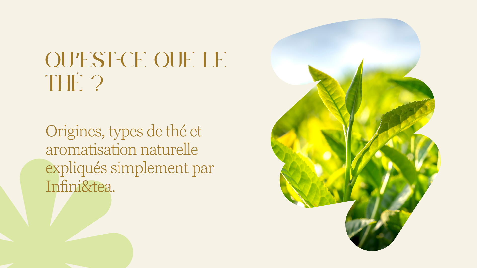Le thé : la boisson qui a tout bon 🍵